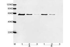 Primary antibody: A. (DYKDDDDK Tag anticorps  (HRP))