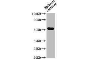 Western Blot Positive WB detected in: Spinacia oleracea leaf tissue All lanes: SUN1 antibody at 1:1000 Secondary Goat polyclonal to rabbit IgG at 1/50000 dilution Predicted band size: 52 kDa Observed band size: 52 kDa (SUN1 anticorps  (AA 2-105))