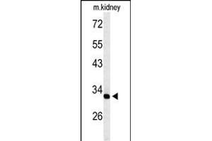 Western blot analysis of TMUB2 Antibody (Center) (ABIN653594 and ABIN2842963) in mouse kidney tissue lysates (35 μg/lane). (TMUB2 anticorps  (AA 83-112))