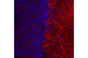 Indirect immunostaining of PFA fixed mouse cerebellum section with anti-cytohesin 3 (dilution 1 : 500; red).