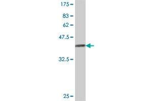 Western Blot detection against Immunogen (36.