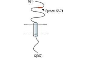 Representative domain view of the target of ABIN7884868.