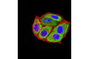 Immunofluorescence analysis of Hela cells using HTR3B mouse mAb (green).