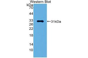 Western blot analysis of the recombinant protein. (GATA1 anticorps  (AA 42-292))