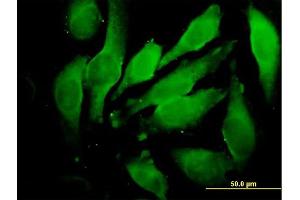 Immunofluorescence of purified MaxPab antibody to GRN on HeLa cell. (Granulin anticorps  (AA 1-593))