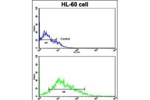 Flow cytometric analysis of HL-60 cells using LIN28B Antibody (bottom histogram) compared to a negative control cell (top histogram). (LIN28B anticorps  (C-Term))