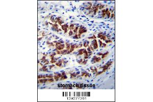 PTPN20A Antibody immunohistochemistry analysis in formalin fixed and paraffin embedded human stomach tissue followed by peroxidase conjugation of the secondary antibody and DAB staining. (PTPN20A anticorps  (AA 178-207))