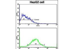 Flow cytometric analysis of HepG2 cells using PUM2 Antibody (S182)(bottom histogram) compared to a negative control cell (top histogram).