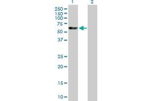 Western Blot analysis of EED expression in transfected 293T cell line by EED MaxPab polyclonal antibody.