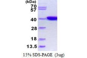 Image no. 1 for Lactate Dehydrogenase D (LDHD) (AA 1-329) protein (His tag) (ABIN1098341)
