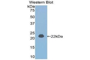 Western Blotting (WB) image for anti-Interferon, alpha 4 (IFNa4) (AA 33-189) antibody (ABIN3209116) (IFNA4 anticorps  (AA 33-189))