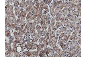 Image no. 3 for anti-Mitochondrial Ribosomal Protein S27 (MRPS27) (AA 151-414) antibody (ABIN1490969)