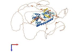 AlphaFold protein structure predicition of Mouse Recombinant Maged1 Protein, UniprotID Q9QYH6