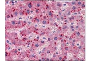 Immunohistochemistry (IHC) image for anti-Apolipoprotein A-II (APOA2) (AA 1-101) antibody (ABIN614396)