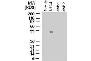 Western blot analysis of recombinant full-length IAP proteins using polyclonal antibody to BIRC4 polyclonal antibody  at 1 : 2000. (XIAP anticorps)