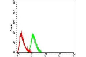 Flow cytometric analysis of Hela cells using BRIP1 mouse mAb (green) and negative control (red).