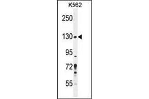 Western blot analysis of PLEKHG3 Antibody (C-term) in K562 cell line lysates (35ug/lane).