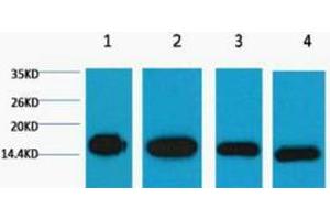 Western Blotting (WB) image for anti-Histone 3 (H3) antibody (ABIN3178591) (Histone 3 anticorps)