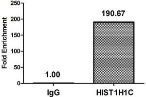 Chromatin Immunoprecipitation Hela (4*10 6 ) were treated with Micrococcal Nuclease, sonicated, and immunoprecipitated with 8 μg anti-HIST1H1C (ABIN7139594) or a control normal rabbit IgG. (HIST1H1C anticorps  (meLys186))