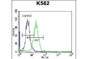 HIST1H2AB Antibody (N-term) (ABIN656986 and ABIN2846169) flow cytometric analysis of K562 cells (right histogram) compared to a negative control cell (left histogram).