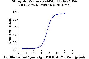 Immobilized Anti-MSLN Antibody, hFc Tag at 1 μg/mL (100 μL/Well) on the plate.