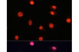 Immunofluorescence analysis of L929 cells using Phospho-Smad2(S465/467)/Smad3(S423/425) Polyclonal Antibody at dilution of 1:100.
