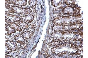 IHC-P Image SOCS1 antibody detects SOCS1 protein at nucleus on mouse colon by immunohistochemical analysis. (SOCS1 anticorps  (C-Term))