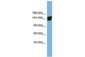 Human ACHN; WB Suggested Anti-AASDH Antibody Titration: 0. (AASDH anticorps  (Middle Region))