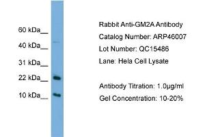 WB Suggested Anti-GM2A  Antibody Titration: 0. (GM2A anticorps  (N-Term))