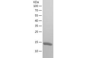 Western Blotting (WB) image for Thioredoxin Domain Containing 17 (TXNDC17) (AA 2-123) protein (His tag) (ABIN7125359)