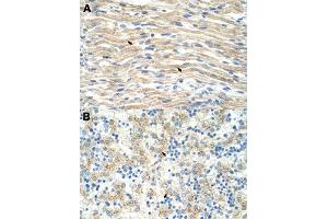 Immunohistochemical staining (Formalin-fixed paraffin-embedded sections) of human muscle (A) and human liver (B) with EXOSC6 polyclonal antibody  at 4-8 ug/mL working concentration. (EXOSC6 anticorps  (N-Term))