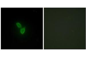 Immunofluorescence analysis of HepG2 cells, using PARD3 antibody. (PARD3 anticorps  (C-Term))