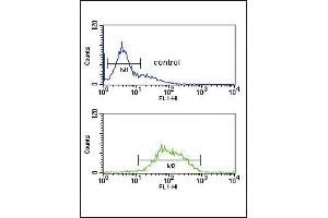 anti-Lecithin-Cholesterol Acyltransferase (LCAT) (AA 285-313) antibody
