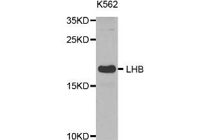 Western Blotting (WB) image for anti-Luteinizing Hormone beta Polypeptide (LHB) antibody (ABIN1873543) (LHB anticorps)