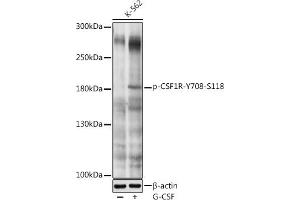 Western blot analysis of extracts of K-562 cells, using Phospho-CSF1R-Y708 antibody (ABIN6135205, ABIN6136052, ABIN6136053 and ABIN6225625) at 1:1000 dilution. (CSF1R anticorps  (pTyr708))