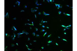 Immunofluorescence staining of MCF-7 cells with ABIN7157259 at 1:100, counter-stained with DAPI. (KBTBD7 anticorps  (AA 475-684))