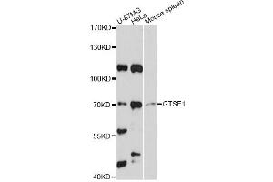 Western blot analysis of extracts of various cell lines, using GTSE1 antibody (ABIN6292096) at 1:3000 dilution.