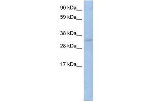 WB Suggested Anti-TRP53 Antibody Titration:  2. (p53 anticorps  (C-Term))