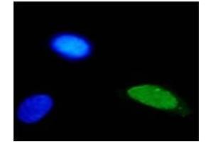 IF analysis of HPV-11 E2 protein in U2OS cells. (Human Papilloma Virus 11 E2 (HPV-11 E2) anticorps)