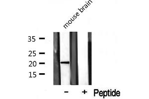 Western blot analysis on mouse brain lysate using COX42 Antibody