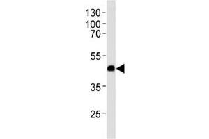 Western blot analysis of lysate from U-251 MG cell line using CXCR7 antibody at 1:1000 for each lane.