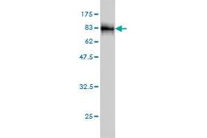 Western Blot detection against Immunogen (79.