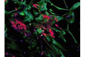 Immunostaining of mixed neuron/glial cultures showing specific cytoplasmic labeling of dendrites and perikarya of neuronal cells in red with anti-MAP2C/D and astrocyte and fibroblast labeling (green) with anti-vimentin ( ABIN361371). (MAP2 anticorps)