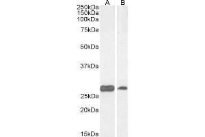 ABIN2564492 (0. (PGAM1 anticorps  (C-Term))