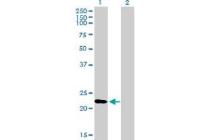 Western Blot analysis of RGS1 expression in transfected 293T cell line by RGS1 MaxPab polyclonal antibody.