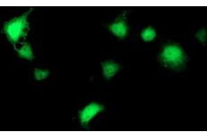 Anti-SEC14L2 mouse monoclonal antibody (ABIN2455048) immunofluorescent staining of COS7 cells transiently transfected by pCMV6-ENTRY SEC14L2 (RC215994). (SEC14L2 anticorps)