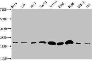 Western Blot Positive WB detected in: Hela whole cell lysate, 293 whole cell lysate, A549 whole cell lysate, HepG2 whole cell lysate, Jurkat whole cell lysate, K562 whole cell lysate, HL60 whole cell lysate, MCF-7 whole cell lysate, LO2 whole cell lysate All lanes: HIST1H1E antibody at 1:500 Secondary Goat polyclonal to rabbit IgG at 1/40000 dilution Predicted band size: 22 kDa Observed band size: 22 kDa