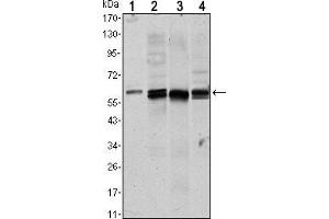 Western blot analysis using AKT1 mouse mAb against NIH/3T3 (1), Hela (2),COS7 (3) and Jurkat (4) cell lysate. (AKT1 anticorps)