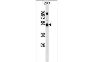 Western blot analysis in 293 cell line lysates (35ug/lane). (KLHDC4 anticorps  (AA 237-265))