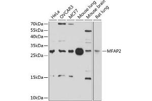 Western blot analysis of extracts of various cell lines, using MF antibody (ABIN6129581, ABIN6143784, ABIN6143785 and ABIN6214399) at 1:1000 dilution. (MFAP2 anticorps  (AA 18-183))